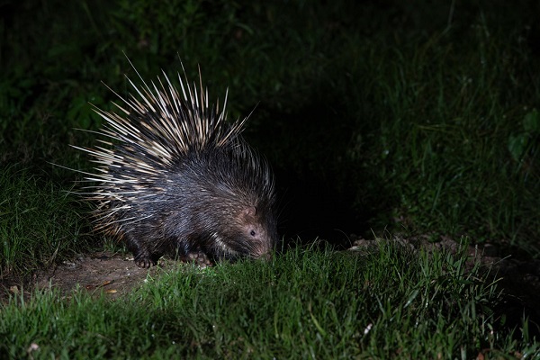 Porcupine