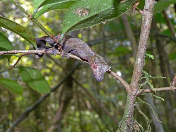 Satanic Leaf-tailed Gecko