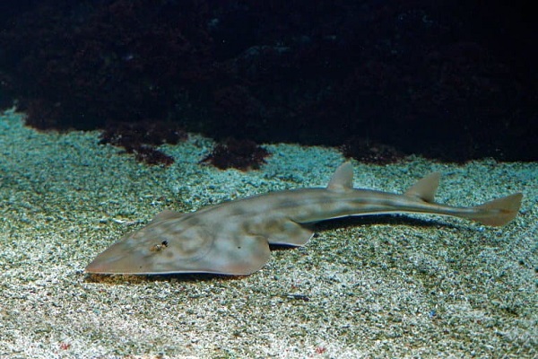 Shovelnose Guitarfish