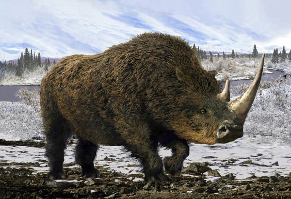 Woolly Rhinoceros