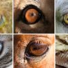 12 Animals with Super Night Vision