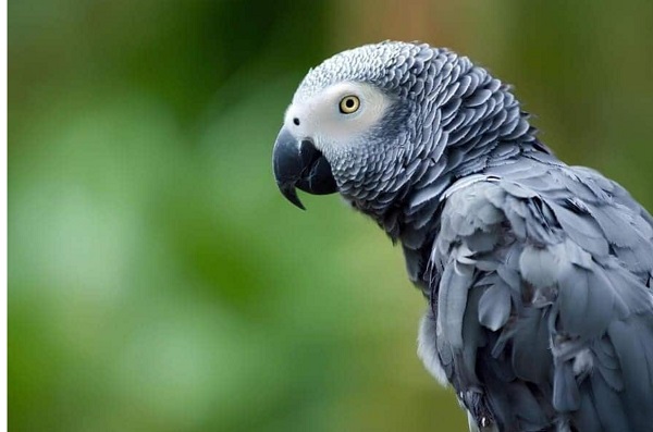 African Grey Parrot