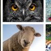 Animals with Excellent Eye Sight