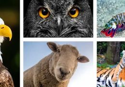 Animals with Excellent Eye Sight