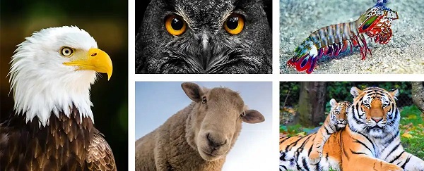 Animals with Excellent Eye Sight