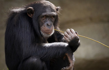 Chimpanzee