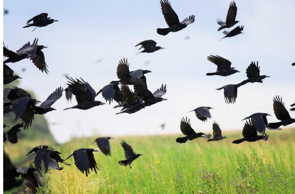 Crow and Raven Flight Patterns