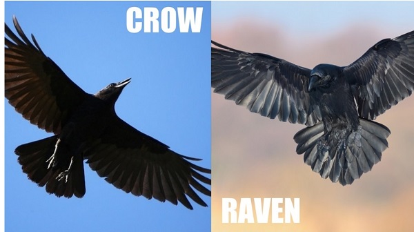 Crow and Raven Tail Shape