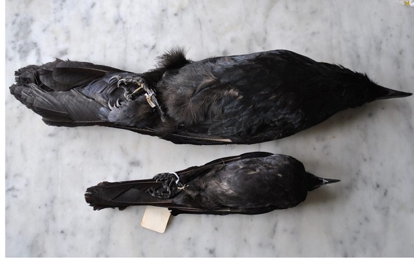 Crow and Raven size