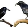 Crows Vs. Ravens