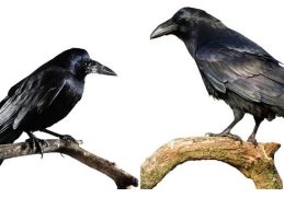 Crows Vs. Ravens