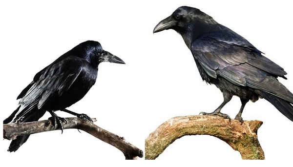 Crows Vs. Ravens