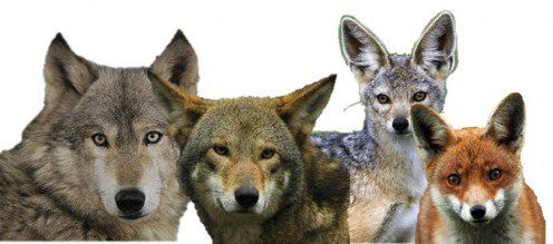 Dog, Wolf, Fox, and Coyotes