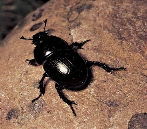 Dung Beetle 