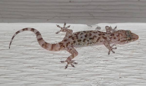 Gecko