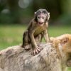 30 Fascinating Facts About Monkeys