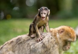 30 Fascinating Facts About Monkeys