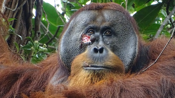 Orangutan