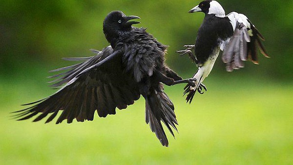 Raven, Crow & Magpie