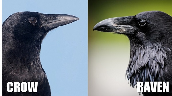 Raven and Crow Beak Shape