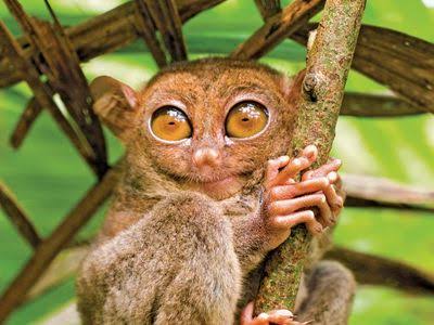 Tarsier