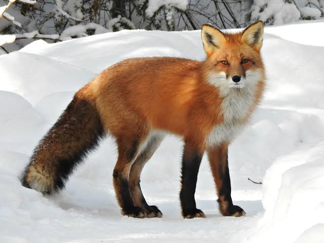 Red Fox