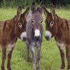 10 Surprising Facts About Donkeys