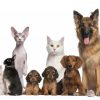 Top 10 Characteristics of Pets