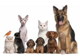 Top 10 Characteristics of Pets
