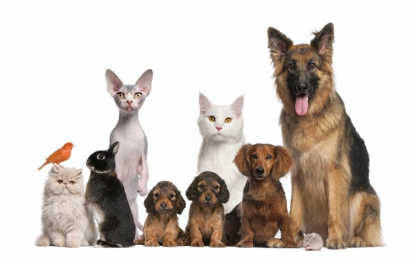 Top 10 Characteristics of Pets