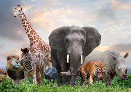 20 Unbelievable Facts About Animals