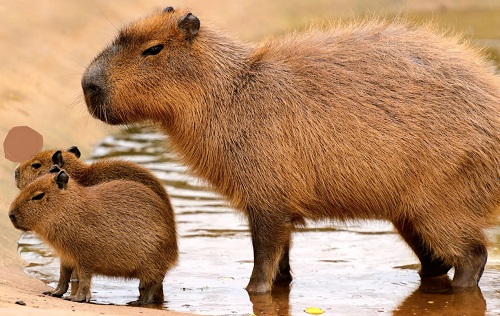 A Capybara with her young