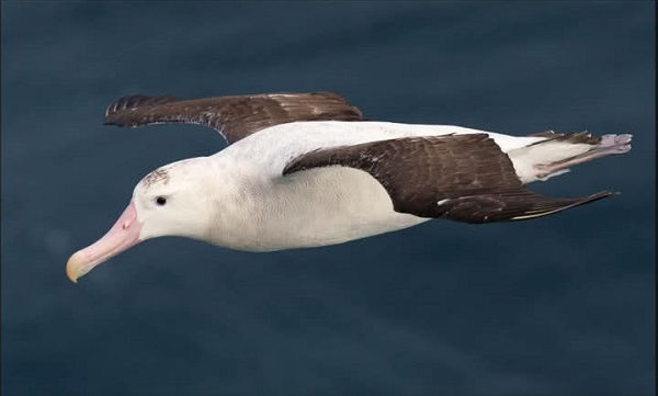 Soaring Albatrosses
