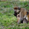 Alloparenting: Why Animals Raise Babies That Aren’t Theirs