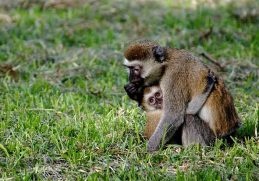 Alloparenting: Why Animals Raise Babies That Aren’t Theirs