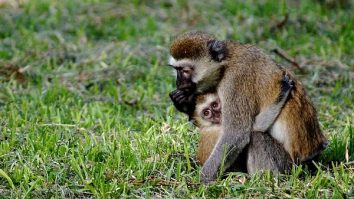 Alloparenting: Why Animals Raise Babies That Aren’t Theirs