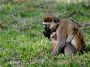 Alloparenting: Why Animals Raise Babies That Aren’t Theirs