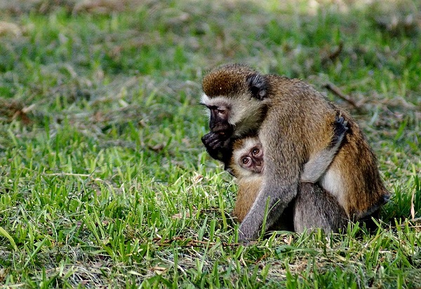 Alloparenting: Why Animals Raise Babies That Aren’t Theirs