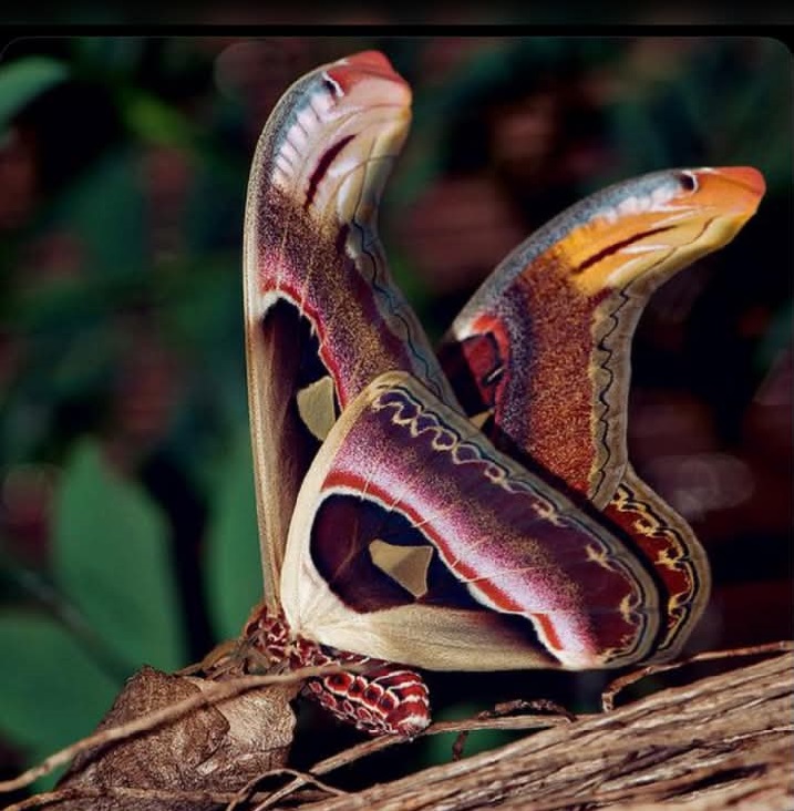 Atlas Moth