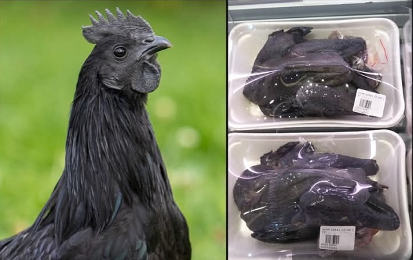 Ayam Cemani