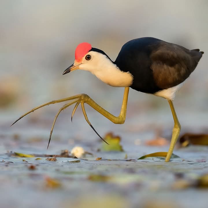 Comb Crested Jacana
