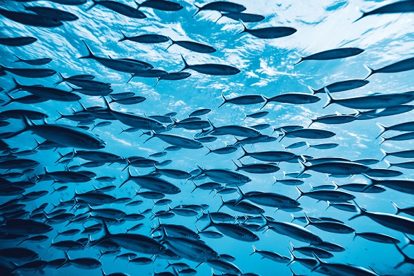 Fishes