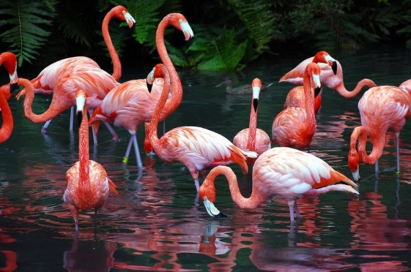 Flamingos