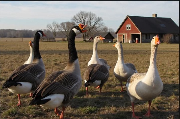 Geese