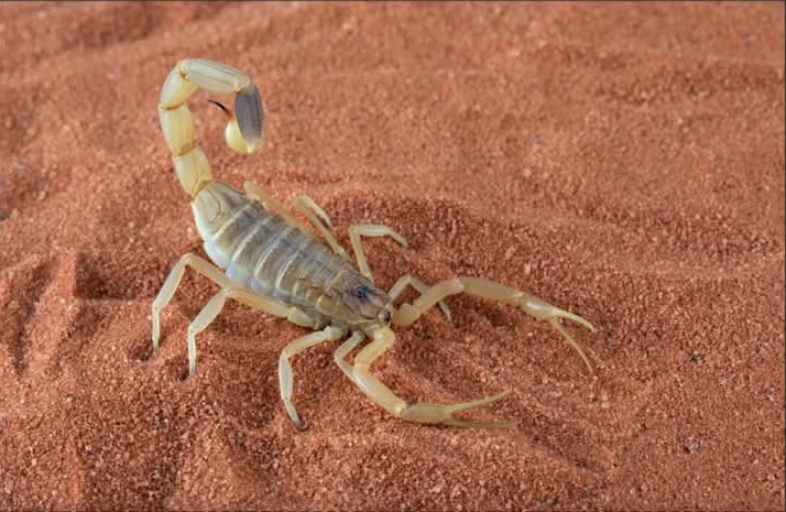 Palestine Yellow Scorpion