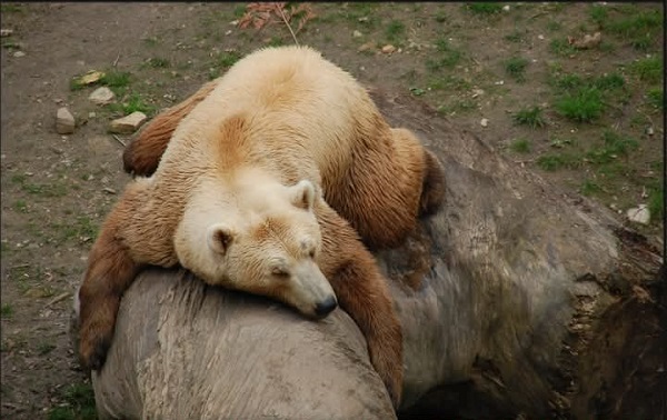 Polar Bear