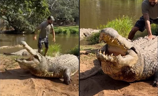 South Africa's Oldest Crocodile