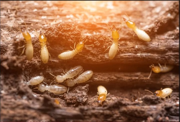 Termites