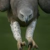 Terrifying Creatures in the World