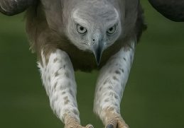 Terrifying Creatures in the World